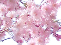 梅漬け 桜花漬けのアサイ食品